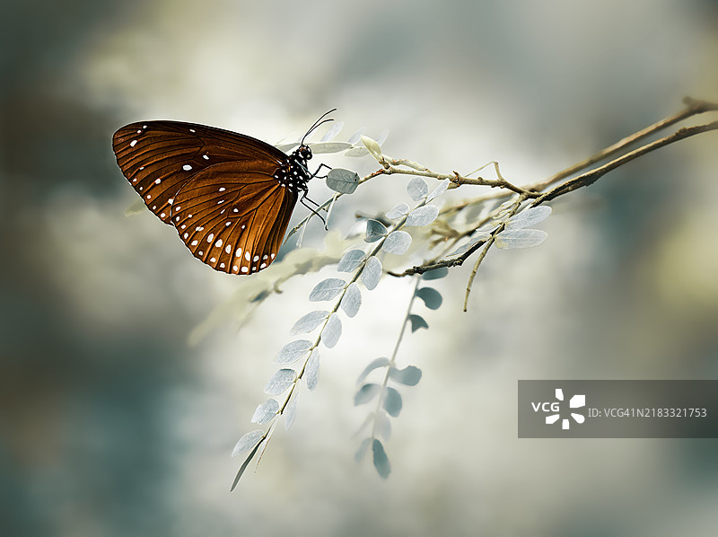 瑞士凯尔策斯植物上的蝴蝶特写图片素材