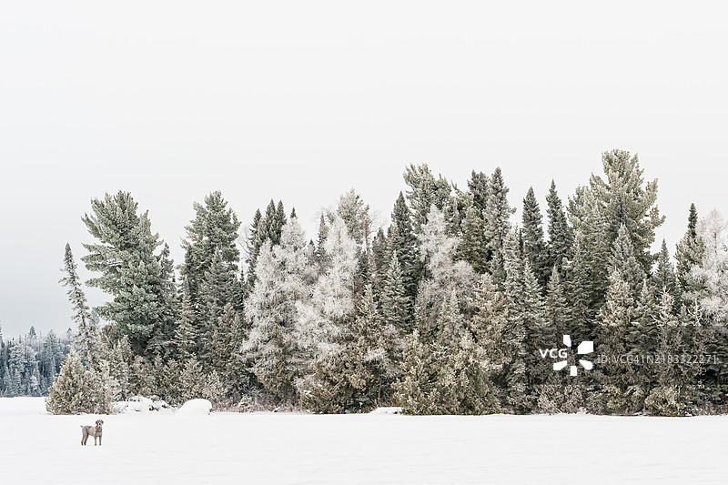 雪覆盖的田野上树木与天空相映成趣图片素材
