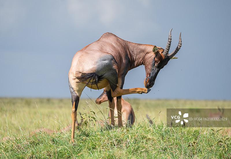 低角度视图的水牛在天空下的田野上站立图片素材