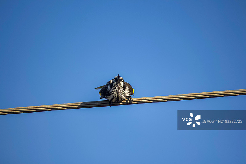 低角度视图的纽荷兰蜜蜂鸟准备在清澈蓝天的电缆上起飞，克里斯蒂斯海滩，南澳大利亚，澳大利亚图片素材