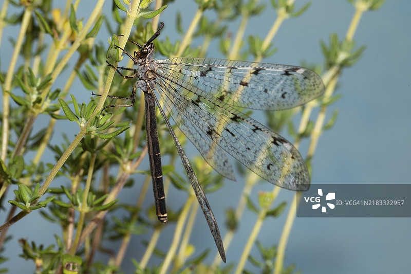斑点蚊蝇在蓝天背景下，张开翅膀悬挂在绿色茎杆上，朝左侧望去。图片素材