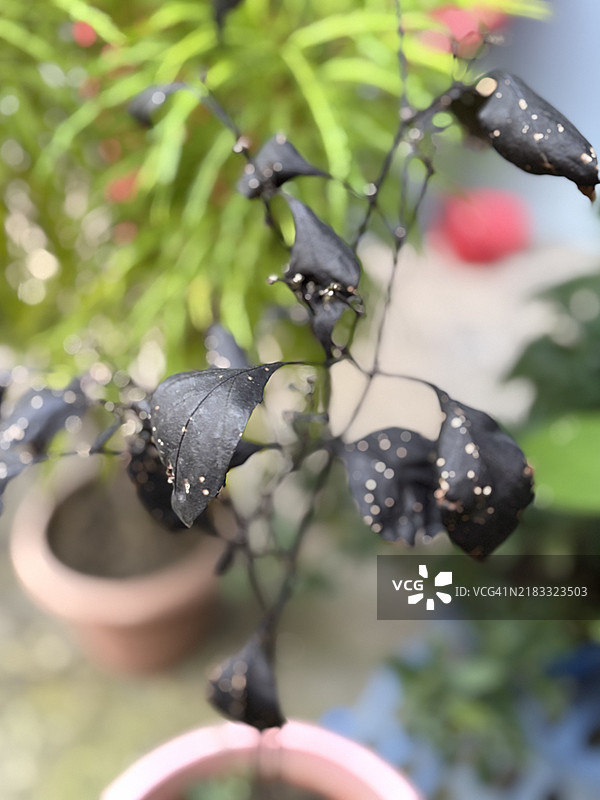 湿润植物的特写，达卡，孟加拉国图片素材