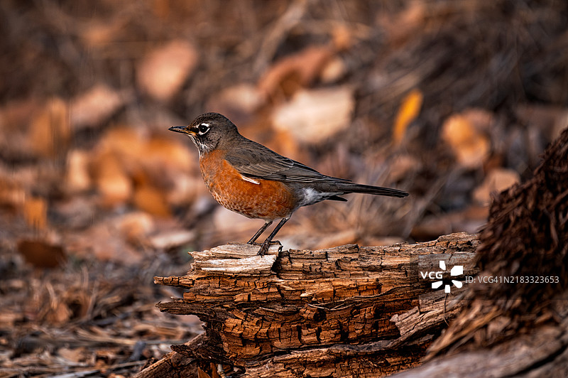 红胸鸲栖息在木头上，科罗拉多州弗鲁伊塔，美国图片素材