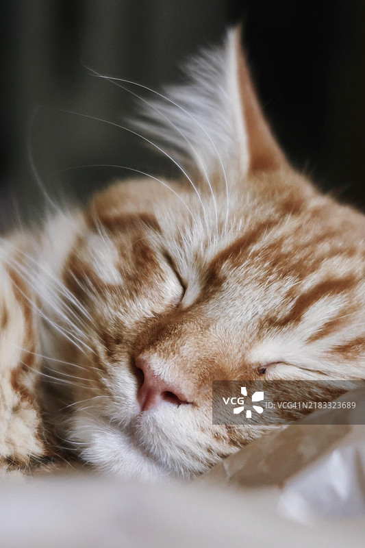 猫咪在睡觉的特写，克莱蒙特，新罕布什尔州，美国图片素材