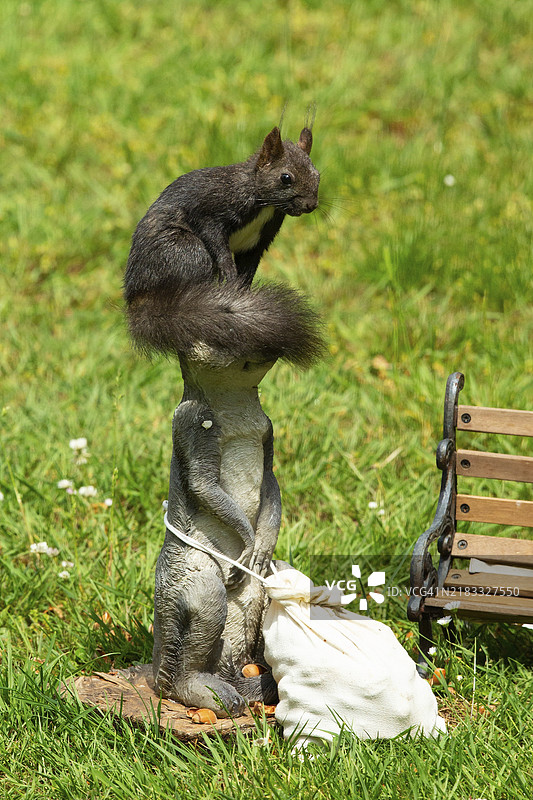 松鼠坐在黄鼠狼上，旁边是喂食袋，绿草中朝右看。图片素材