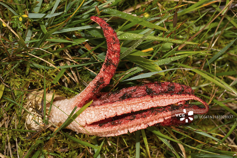红色章鱼状手臂的章鱼臭菌果实体在绿色草地上生长图片素材