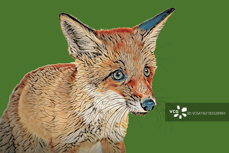 红狐（Vulpes vulpes），动物肖像，幼崽，8周大，工作室拍摄，抽象风格图片素材
