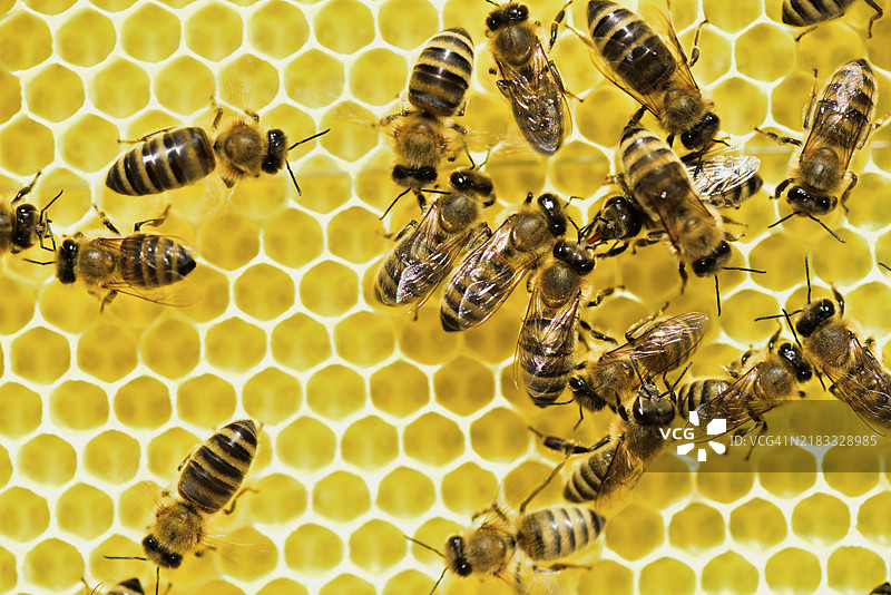 蜜蜂（Apis mellifera）在新鲜的蜂巢上互相喂食，德国巴伐利亚州罗森海姆图片素材