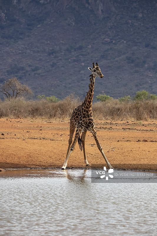 单只长颈鹿，马赛长颈鹿（Giraffa tippelskirchi）（偶蹄目），在荒凉的草原水坑旁。拍摄于肯尼亚察沃国家公园，长颈鹿正在饮水，背景是红色的土壤。图片素材