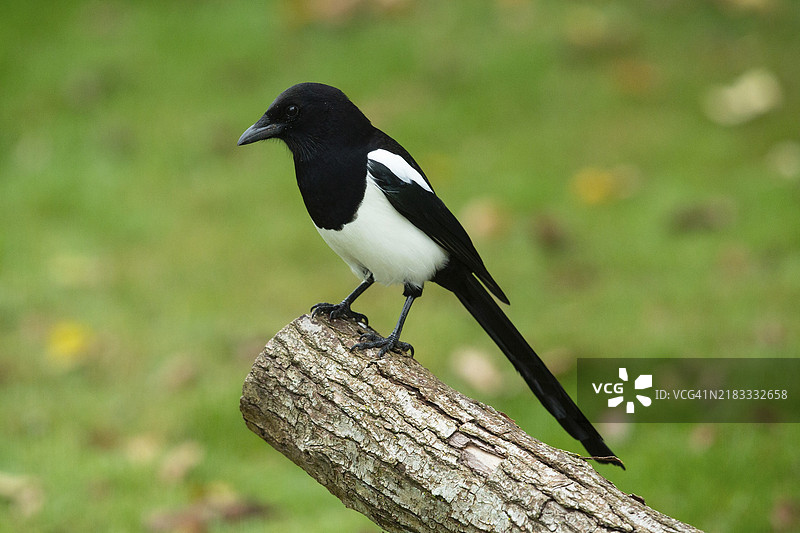 站在树干上向左看的喜鹊图片素材