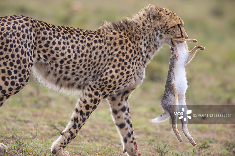 猎豹（Acinonyx jubatus）与非洲野兔（Lepus capensis）在肯尼亚图片素材