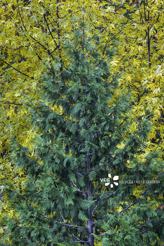 香柏树和枫树，优胜美地国家公园图片素材