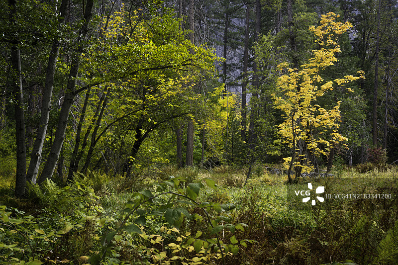 优胜美地国家公园的枫树林图片素材