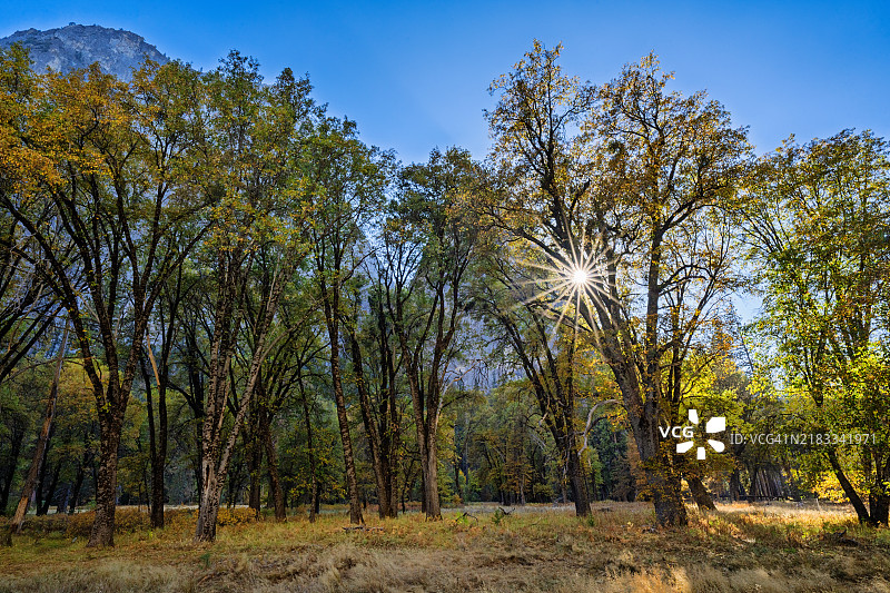 优胜美地国家公园埃尔卡皮坦草甸的黑橡树图片素材