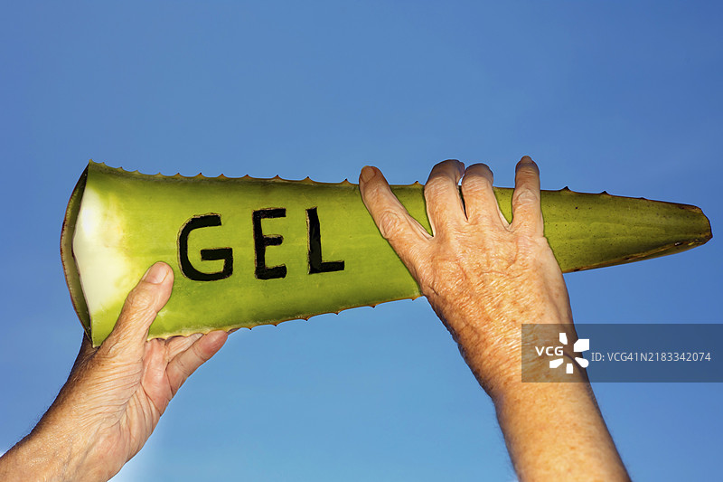 “GEL”这个词被雕刻在真实的芦荟上，两个女人的手在蓝天无云的背景下托着它。图片素材
