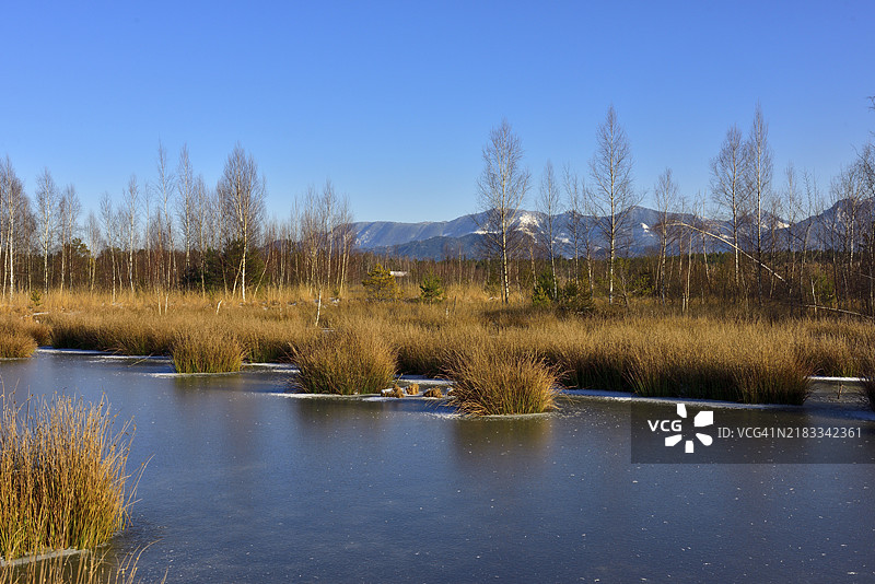 冰冻的沼泽池塘,生长着普通芦苇(Schoenoplectus lacustris),背景是基门高阿尔卑斯山,位于德国巴伐利亚州罗森海姆附近的地面盆地沼泽。图片素材