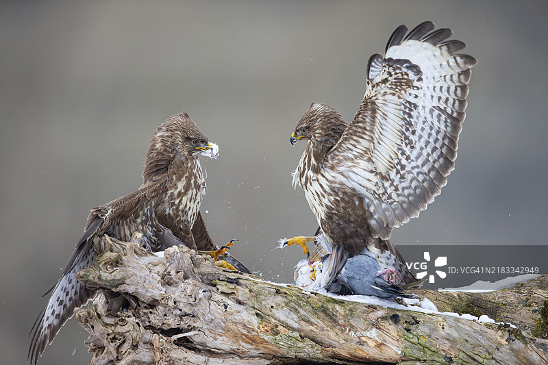 草原苍鹰（Buteo buteo）在德国争夺一只死去的家鸽作为猎物图片素材
