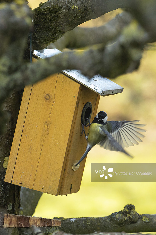 悬挂在鸟箱前方的开翅大山雀图片素材