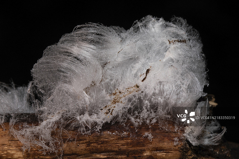 白色波浪状冰针的冰发果体挂在树枝上图片素材