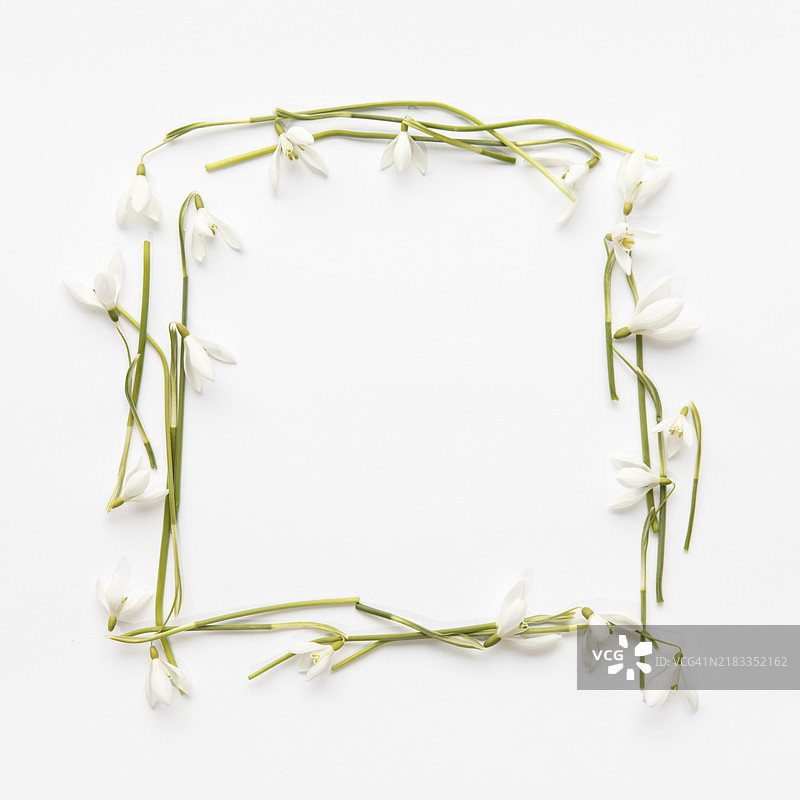 可爱的雪花莲组合图片素材