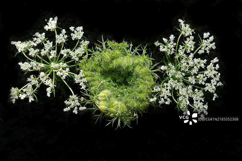 野胡萝卜（Daucus carota subsp. carota），在黑色背景下的摄影作品图片素材