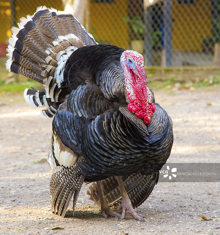 在洪都拉斯科潘遗址的寺庙里的一只火鸡。图片素材