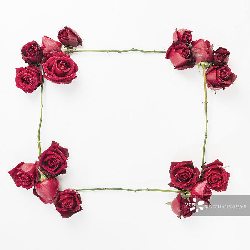 空白背景上的装饰性红玫瑰框架图片素材