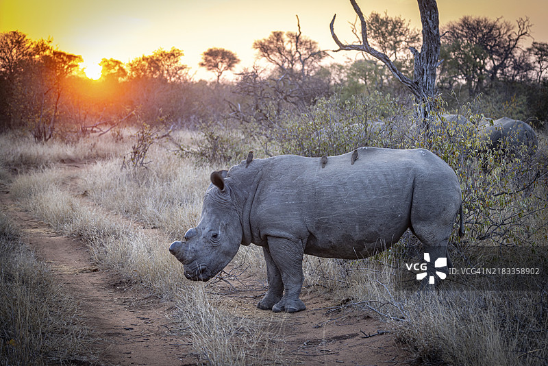 站立的白犀牛（Ceratotherium simum），角被锯掉，牛啄鸟（Buphagus）在日落前，反盗猎，巴卢勒平原，南非，非洲图片素材
