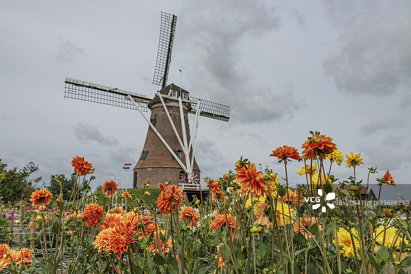 荷兰哈克斯贝根，格莱德兰，云雾天空下色彩斑斓的花田中央的传统风车图片素材