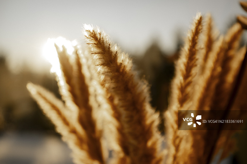 夕阳下的潘帕斯草图片素材
