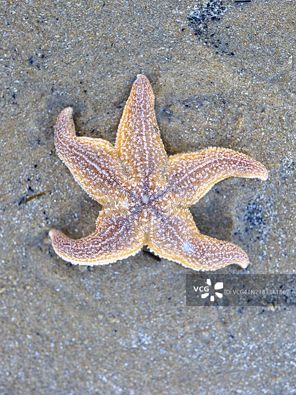 北海的海星（海星目），沙滩，赞德沃特，荷兰图片素材