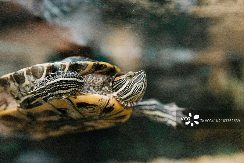 水族箱中游泳的海龟图片素材