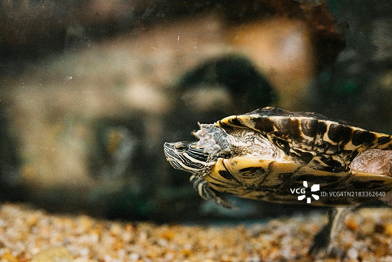 水族箱中游泳的海龟图片素材