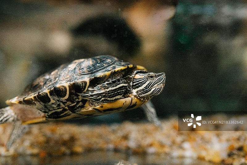 水族箱中游泳的海龟图片素材