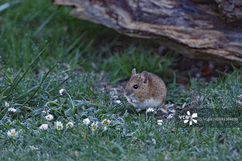 绿色草地上的木鼠，旁边有雏菊，站在左侧，朝树干前方看。图片素材