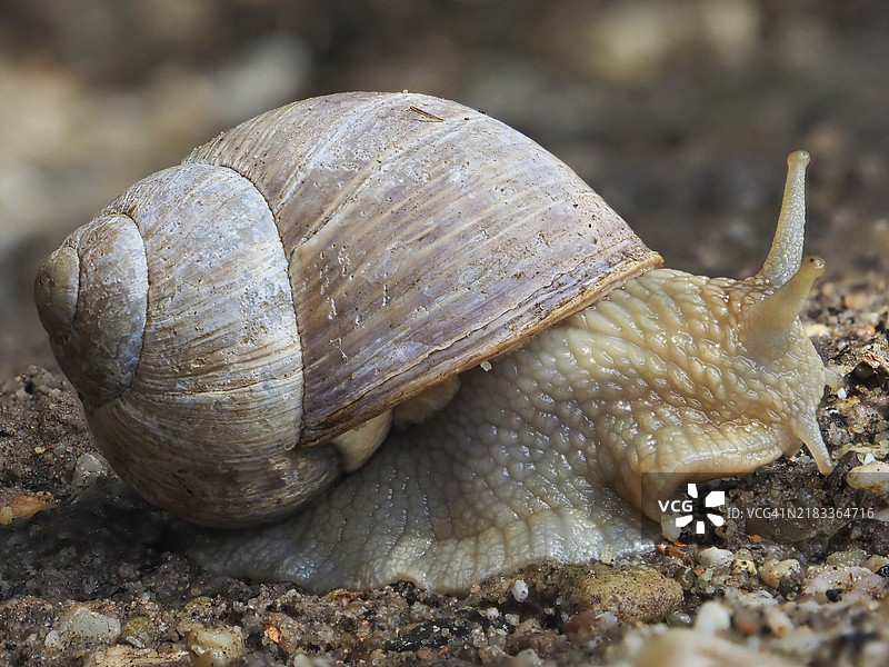 勃艮第蜗牛（Helix pomatia）从壳中爬出，德国北莱茵-威斯特法伦，欧洲图片素材