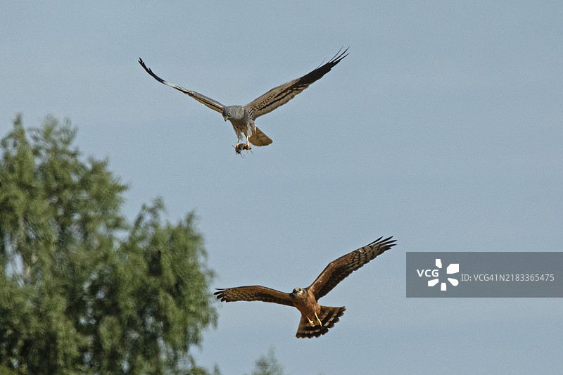 雄性蒙塔古的雀鹰抓着一只老鼠，张开翅膀，雌性在上方飞翔，翅膀展开，从正面看两者形态各异，背景是蓝天和一群树木。图片素材