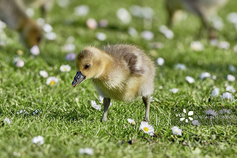 小鹅在草地上与雏菊的特写镜头图片素材