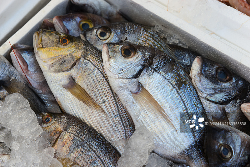冰箱里的鱼，闪亮的银色，保持凉爽新鲜，金头鲷，市场，纳夫普利翁，阿戈利斯，伯罗奔尼撒，希腊，欧洲图片素材