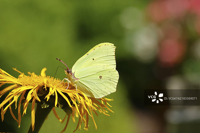 柠檬蝴蝶(Gonepteryx rhamny)停在一朵大特雷基花(Telekia speciosa)的黄色花朵上,地点:德国北莱茵-威斯特法伦州威尔斯多夫。图片素材
