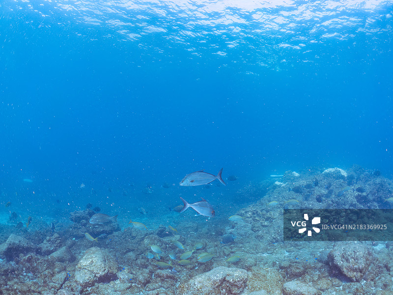 阿尔马科杰克、长鳍琵琶鱼（Seriola rivoliana Valenciennes）强大的鱼群正在攻击一大群银条圆鲱（Spratelloides gracilis）。图片素材