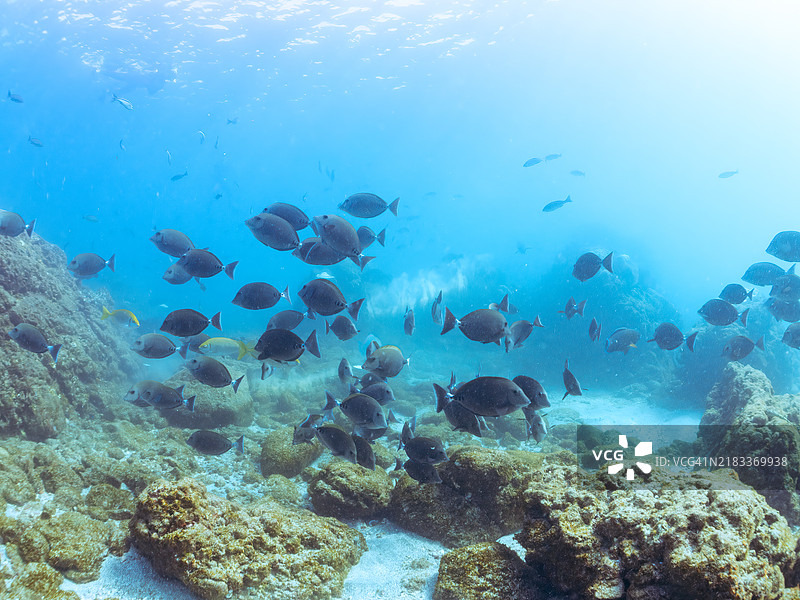 美丽的锯尾鱼(Prionurus scalprum)、兔鱼(Siganus fuscescens)、黄尾梭鱼(Sphyraena obtusata)等鱼群。位于静冈县南伊豆的中木平,平之浜海滩 - 2024年。图片素材