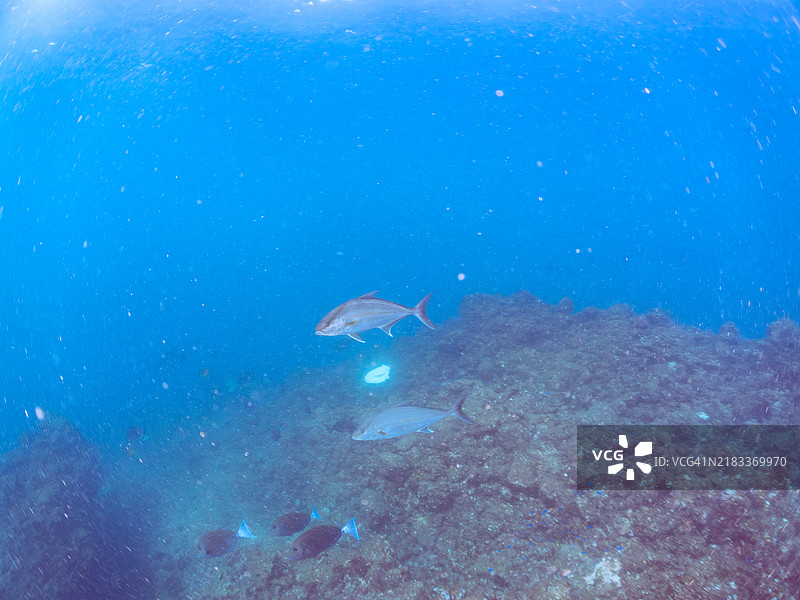 阿尔马科杰克、长鳍琵琶鱼(Seriola rivoliana Valenciennes)强大的鱼群正在攻击一大群银条圆鲱(Spratelloides gracilis)。图片素材