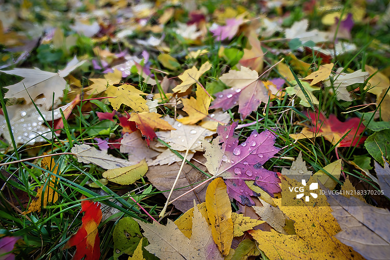 五彩斑斓的秋天落叶图片素材