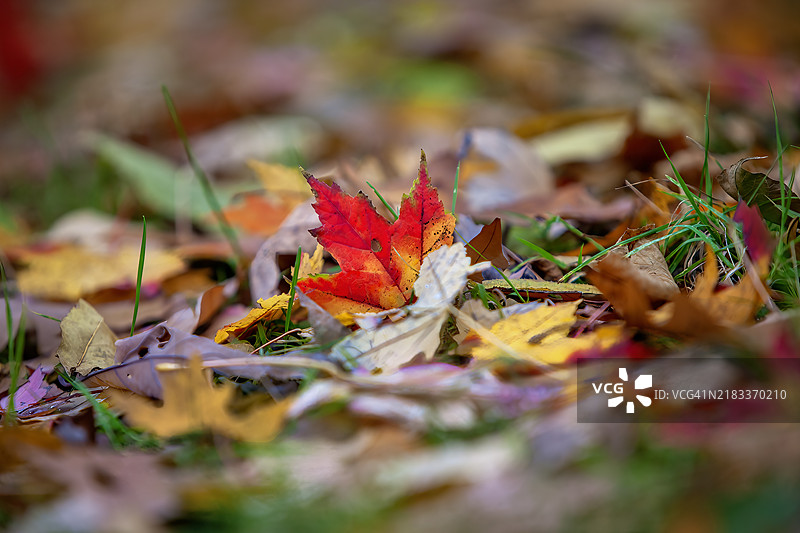 鲜艳的秋叶图片素材