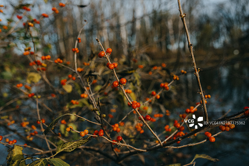 冬季浆果图片素材