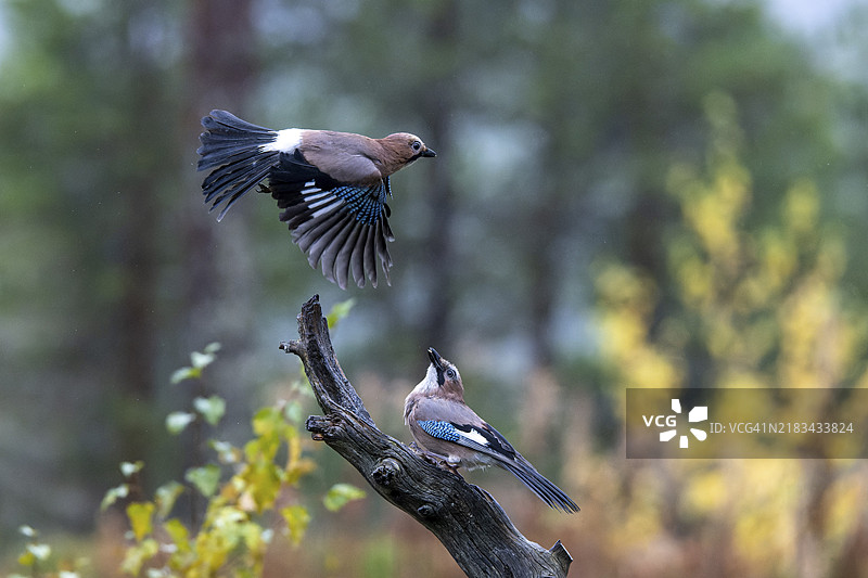 欧亚松鸦（Garrulus glandarius），芬兰拉普兰库萨莫的奥兰卡国家公园，欧洲图片素材