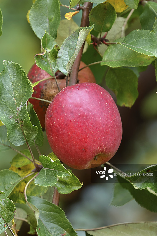 成熟的红苹果挂在树上，准备收获，果树，果园，北莱茵-威斯特法伦，德国，欧洲图片素材