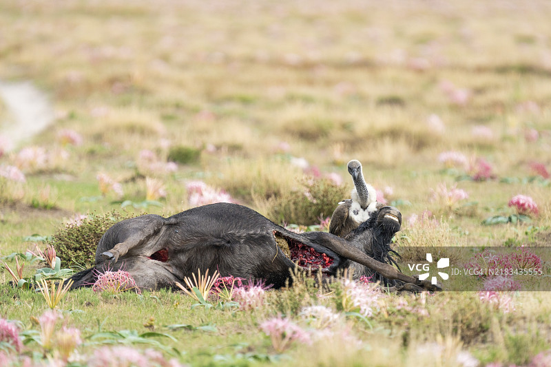 一只秃鹫坐在美丽盛开的花朵之间，旁边是一只死去的角马。鸟儿正盯着尸体的头部。赞比亚图片素材