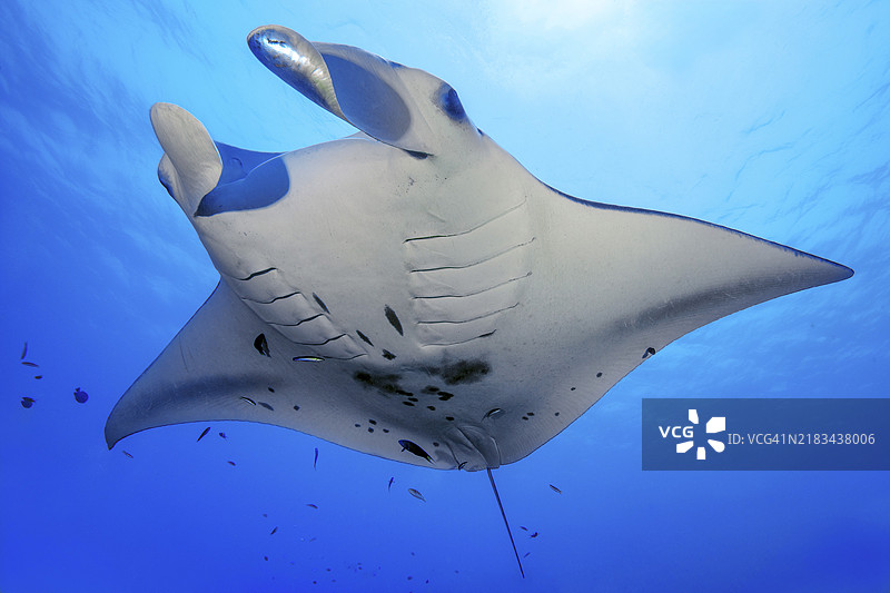 水下照片：礁 manta（Manta alfredi），魔鬼鱼，翼鳐，礁 manta，浮游生物捕食者，悬停在清洁站上，太平洋，印太地区，雅浦岛，雅浦州，卡罗琳群岛，联邦密克罗尼西亚，澳大利亚， 大洋洲图片素材